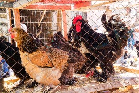 Photo for Multi-colored hens and roosters of the breed Brahma in a cage on the market, Buff Brahma chicken with the excessive multi-colored plumage that covers leg and foot. Meat breed - Royalty Free Image