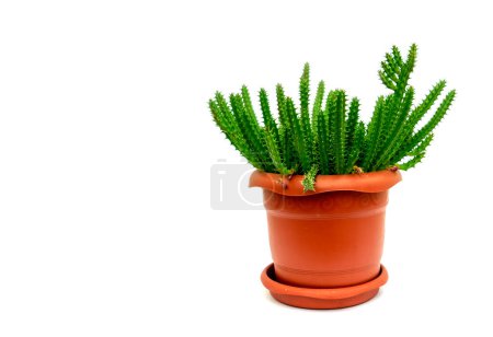 Téléchargez les photos : Accueil plante Hylocereus dans un pot brun sur fond blanc - en image libre de droit