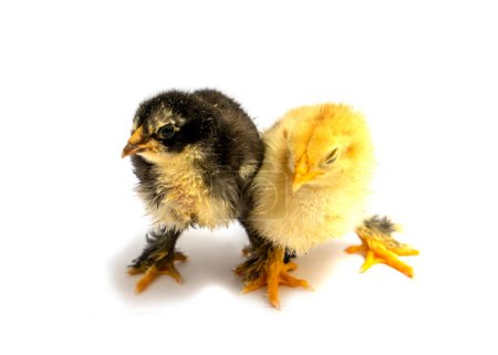 Photo for Black and yellow Brahma Chicks on white background,selective focus - Royalty Free Image