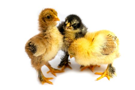 Photo for Black and yellow Brahma Chicks on white background,selective focus - Royalty Free Image