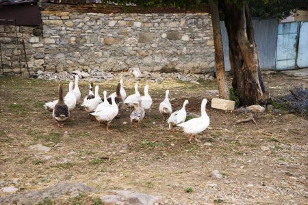 Photo for Group of white domestic geese and ducks on the poultry farm - Royalty Free Image