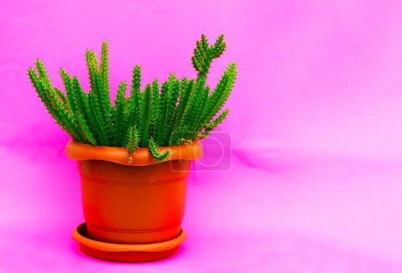 Téléchargez les photos : Accueil plante Hylocereus dans un pot brun sur un fond rose - en image libre de droit