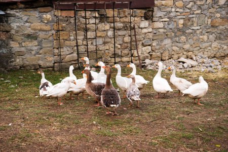 Photo for Group of white domestic geese and ducks on the poultry farm - Royalty Free Image