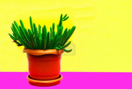 Téléchargez les photos : Accueil plante Hylocereus dans un pot brun sur fond jaune - en image libre de droit