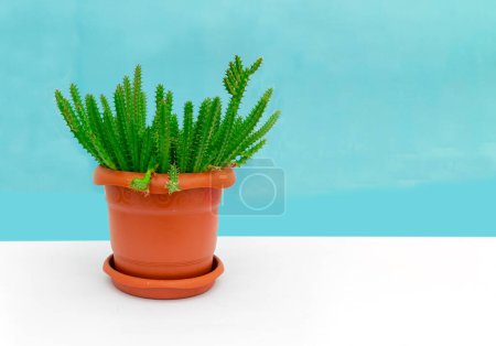 Téléchargez les photos : Accueil plante Hylocereus dans un pot brun sur un fond bleu - en image libre de droit