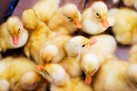 Small ducklings, geese, chickens crowd gathered in cages. Young ducks, geese and chickens at the poultry farm are sold in the store. Industrial poultry small-scale agriculture