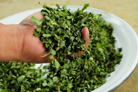 Photo for Handful of dried moringa leaves in man's hand against moringa leaves background on tray. Moringa leaves are nutritious plants. Moringa tea ingredients. - Royalty Free Image