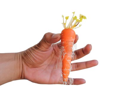 Photo for Carrots sprout and take root in men's hands due to improper storage conditions. Isolate on white background - Royalty Free Image