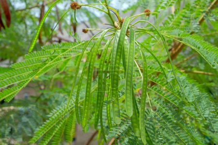 Photo for The fruit of Leucaena leucocephala is dense. The glabrata plant is known in Indonesia as Lamtoro gung or Chinese petai - Royalty Free Image
