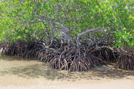 Photo for The roots of mangrove trees are long, special roots for mangrove trees to breathe during low tide - Royalty Free Image