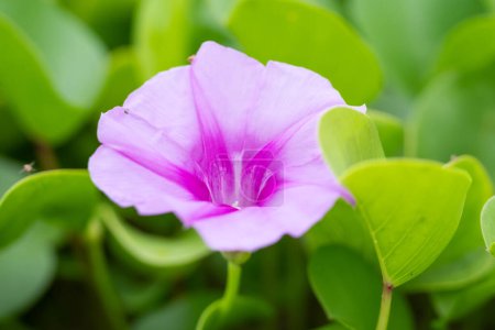 Photo for Morning glory flowers, flowers blooming in the sun on the beach. Macro shot - Royalty Free Image