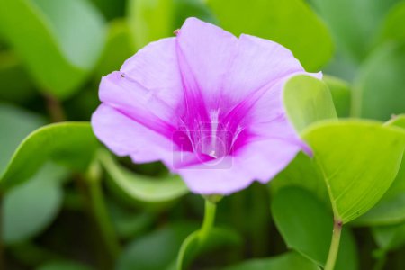 Photo for Morning glory flowers, flowers blooming in the sun on the beach. Macro shot - Royalty Free Image