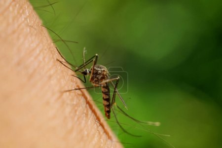 The Aedes aegypti mosquito sucks blood on human skin