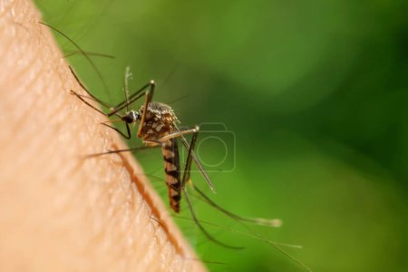 Photo for The Aedes aegypti mosquito sucks blood on human skin - Royalty Free Image