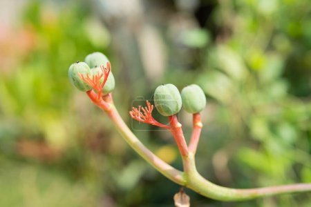 Photo for Jatropha curcas fruit plant with bright red flowers, when it becomes fruit it turns green on a blurred background - Royalty Free Image