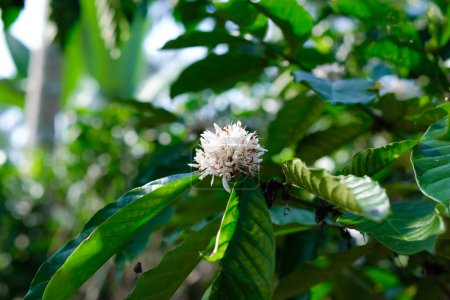 Foto de Flores de café floreciendo en una rama en una plantación de café - Imagen libre de derechos