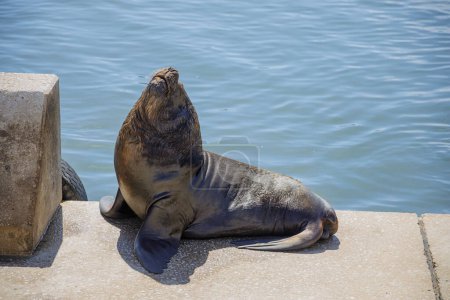 Téléchargez les photos : Lion de mer mâle dans le port de Mar del Plata Buenos Aires. - en image libre de droit
