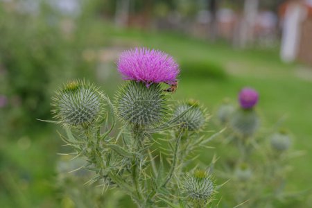 Spear thistle, bull thistle, or common thistle (Cirsium vulgare).