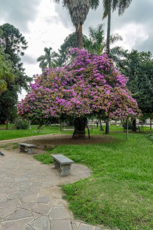 Pinker Lapacho (Handroanthus impetiginosus) auf der Plaza Belgrano in San Salvador de Jujuy.