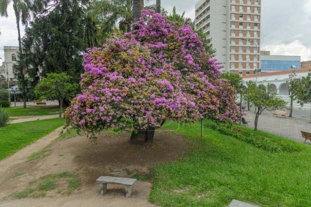 Pinker Lapacho (Handroanthus impetiginosus) auf der Plaza Belgrano in San Salvador de Jujuy.