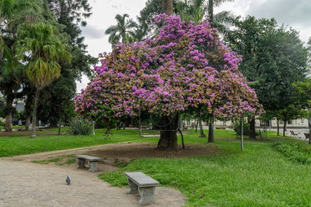 Lapacho rosado (Handroanthus imppetiginosus) en la Plaza Belgrano de San Salvador de Jujuy.