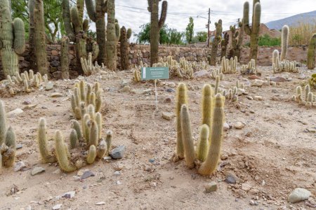 Cactus Cola de Cordero (Cleistocactus hyalacanthus) en el jardín botánico de gran altitud en Tilcara, provincia de Jujuy, Argentina.