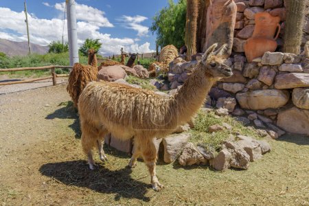 Group of llamas on a farm in Uquia, province of Jujuy, Argentina.