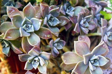 Blauviolette Blätter der Graptopetalpflanze mit Wassertropfen