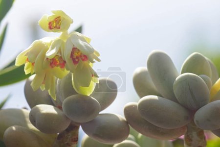 Blühende Sukkulente Pachyphytum oviferum aus nächster Nähe an einem sonnigen Tag