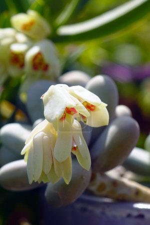 Foto de Floración suculenta Pachyphytum de la familia Crassulaceae. - Imagen libre de derechos