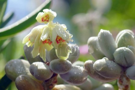 Close-up of flowers and leaves of the succulent Pachyphytum oviferum covered with water droplets.