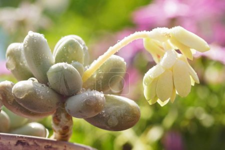 Die Pflanze Pachyphytum oviferum hat einen Pfeil mit Blütenknospen freigesetzt, Nahaufnahme an einem sonnigen Tag nach Regen