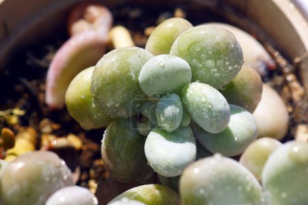 Feuilles du succulent Pachyphytum oviferum poussant en pot, recouvertes de gouttelettes d'eau