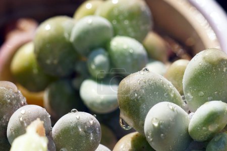 Pachyphytum oviferum succulent covered with water droplets
