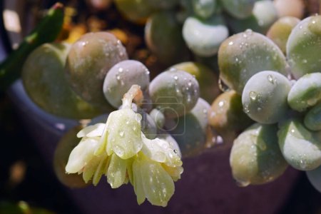 Nasse Blätter und Blüten der Pflanze Pachyphytum oviferum, von oben fotografiert