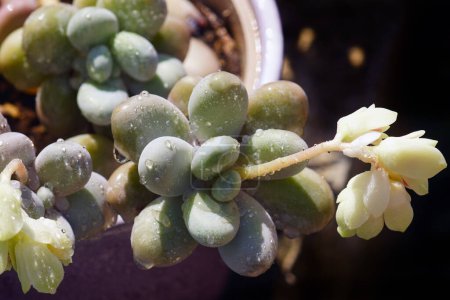 Blühende Pachyphytum-Pflanze, bedeckt mit Wassertropfen, die in der Sonne glitzern. Ein Topf mit einer Sukkulente der Familie Crassulaceae, fotografiert von oben nach dem Regen