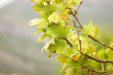 Foto de Platanus en primavera: rama de árbol con hojas jóvenes de cerca. - Imagen libre de derechos