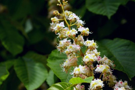 Photo for Flowers of a horse chestnut tree against a background of dark green foliage - Royalty Free Image