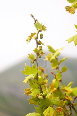Foto de Árbol de sicomoro en primavera: hojas jóvenes y frutos en un primer plano de la rama - Imagen libre de derechos