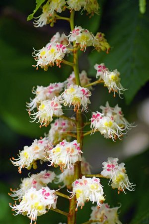Photo for Horse chestnut inflorescence close-up - Royalty Free Image