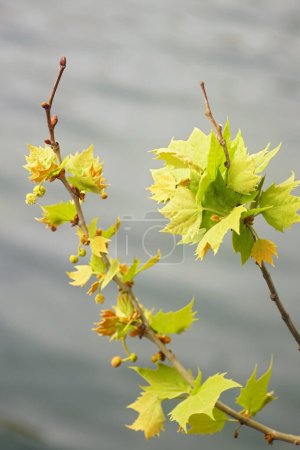 Photo for Plane tree branch with fresh small leaves on a background of water - Royalty Free Image