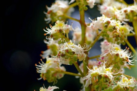 Photo for Close-up of flowers on a horse chestnut tree - Royalty Free Image