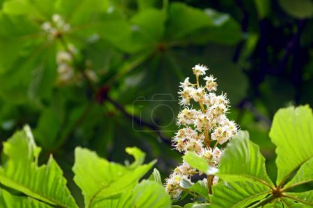 Photo for Horse chestnut branches in spring, during the flowering period. - Royalty Free Image