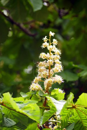 Photo for Inflorescence with open flowers on a horse chestnut tree. - Royalty Free Image
