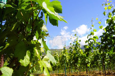 Vine with fresh green leaves against the background of a mountain cloud sky. Spring landscape from a vineyard to Herceg Novi, Montenegro.