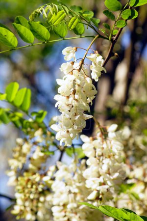 Photo for Close-up of Robinia pseudoacacia inflorescences - Royalty Free Image