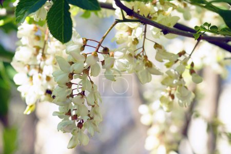Photo for Blooming white flowers on a branch of Robinia pseudoacacia - Royalty Free Image