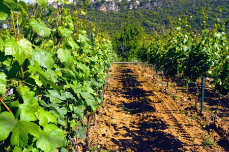 The rows of the vine in the vineyard are grapes with green foliage in the spring