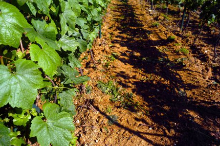 Grape leaves in the vineyard and brown fertile soil between the rows of vines