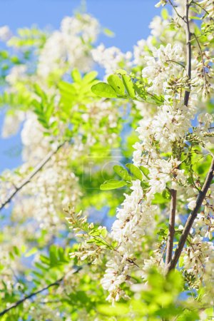 Photo for Branches of the Robinia pseudoacacia tree during flowering - Royalty Free Image
